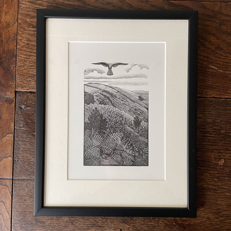 Kestrel by Charles Tunnicliffe