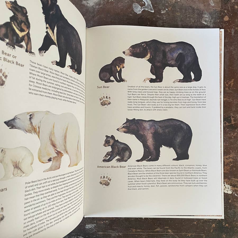 Something About A Bear by Jackie Morris