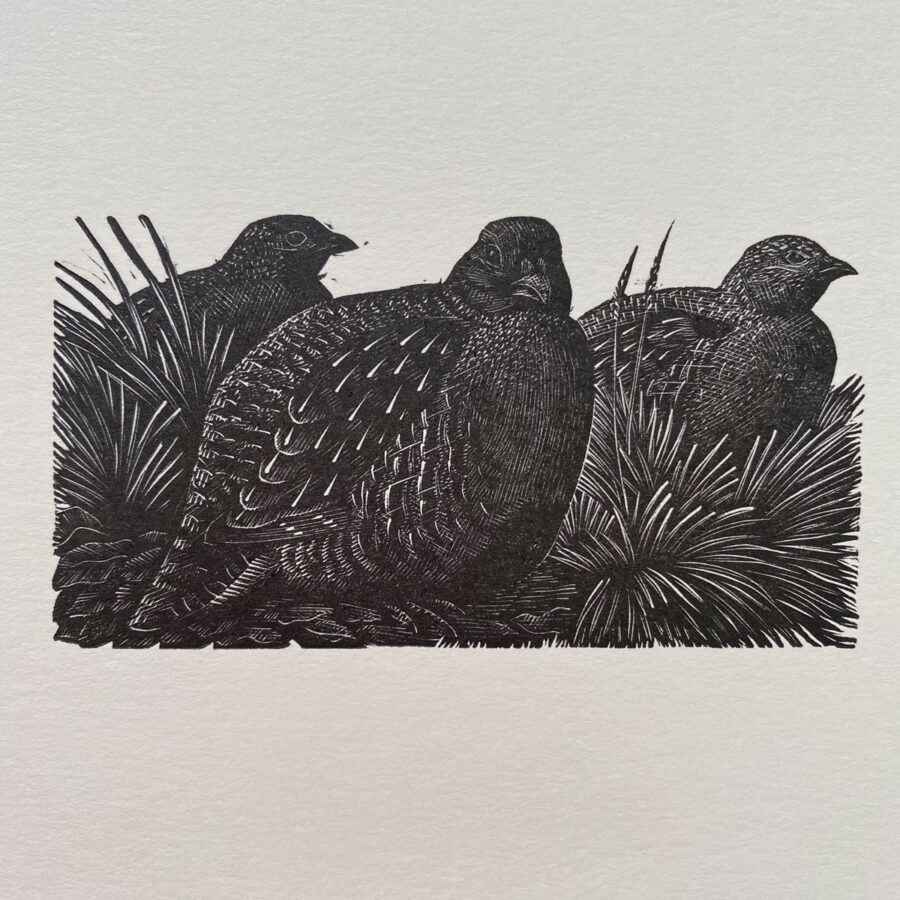 Tunnicliffe Notelet Set