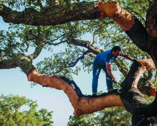 harvesting cork