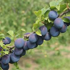 Damsons fruiting