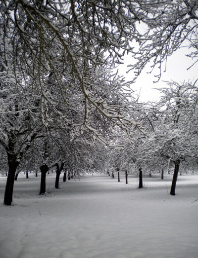 orchards under snow in Stoke Lacy Herefordshire