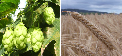 raw-materials hops and barley for Butty Bach