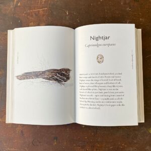 The Book of Birds by Jackie Morris & Robert MacFarlane - Image 4