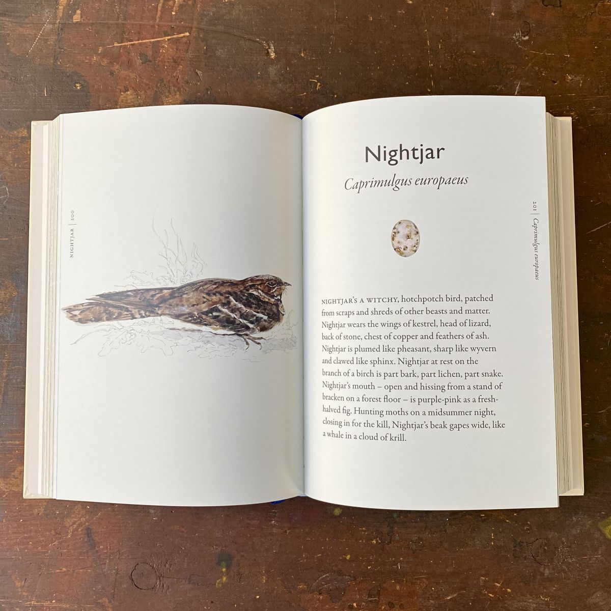 The Book of Birds by Jackie Morris & Robert MacFarlane - Image 4
