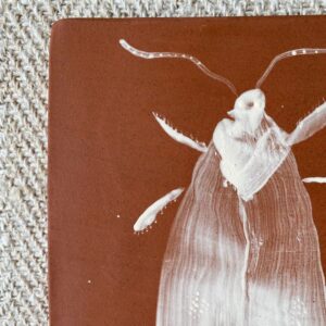 Edmund Davies Illustrated Insect Tile Terracotta EDTT6 - Image 3