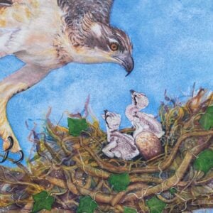 A Wild Lullaby by Jackie Morris and Cathy Fisher - Image 5